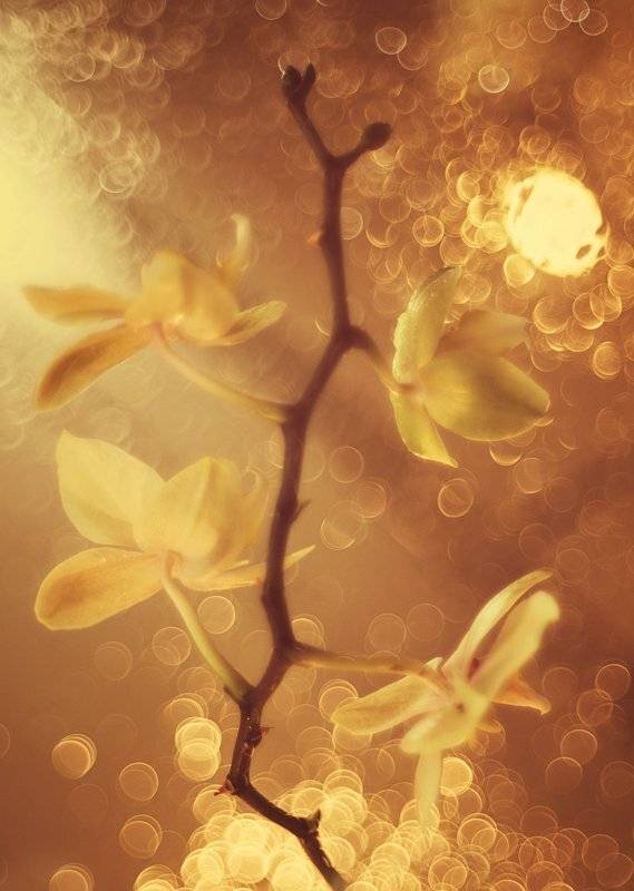 , Татьяна Аверина