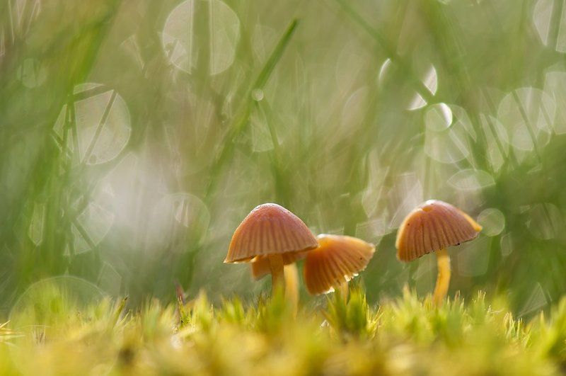 Семейное утреннее пробуждение :) фото превью
