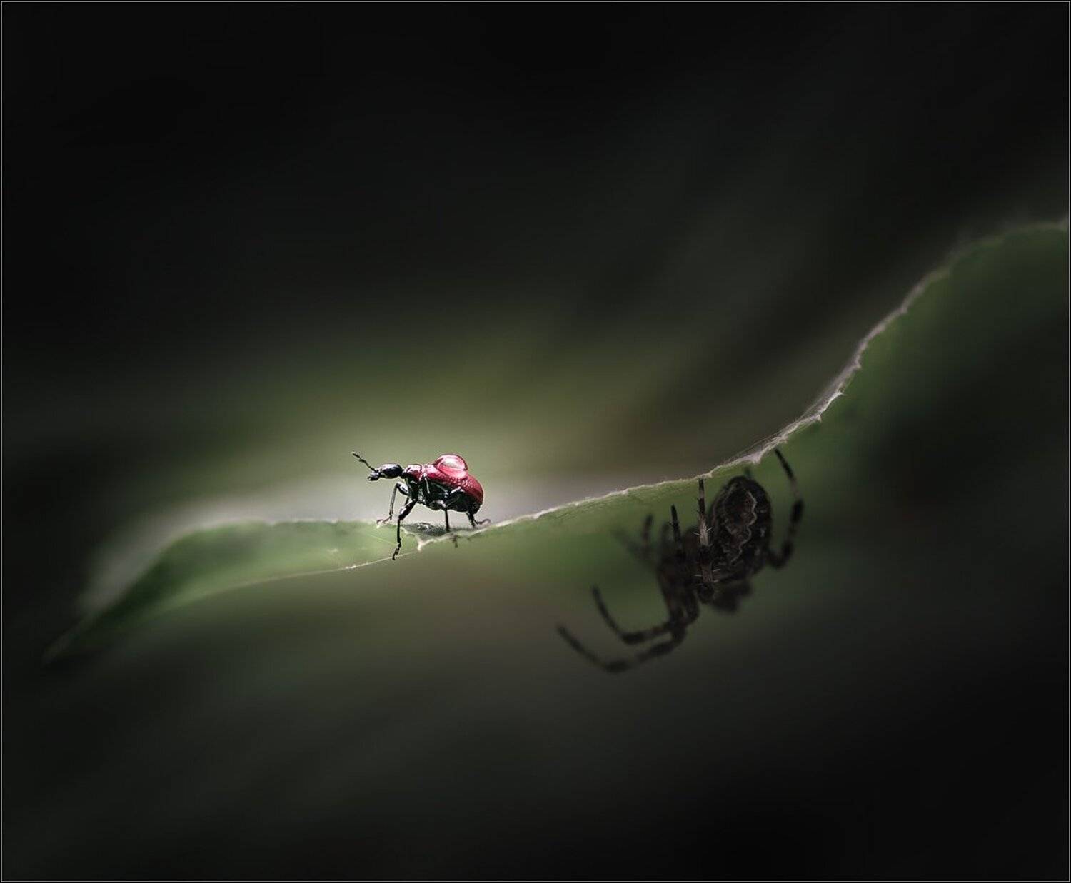 , Александр Чорный