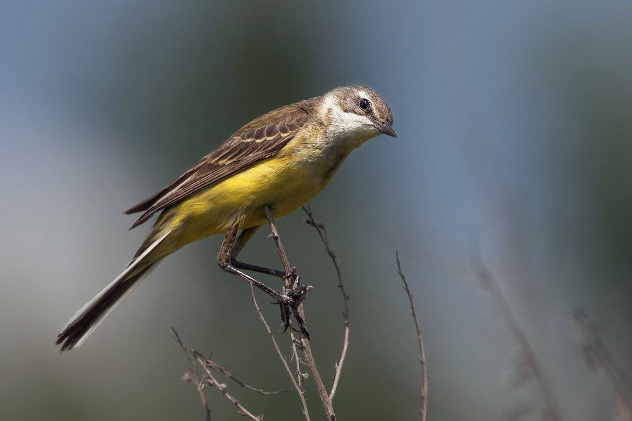 , Валерий Субачев