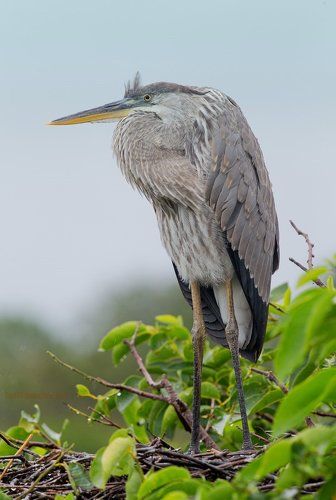 Цапли из Флориды - Herons
