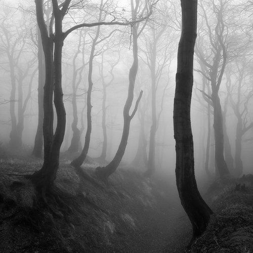 Enchanted Forest