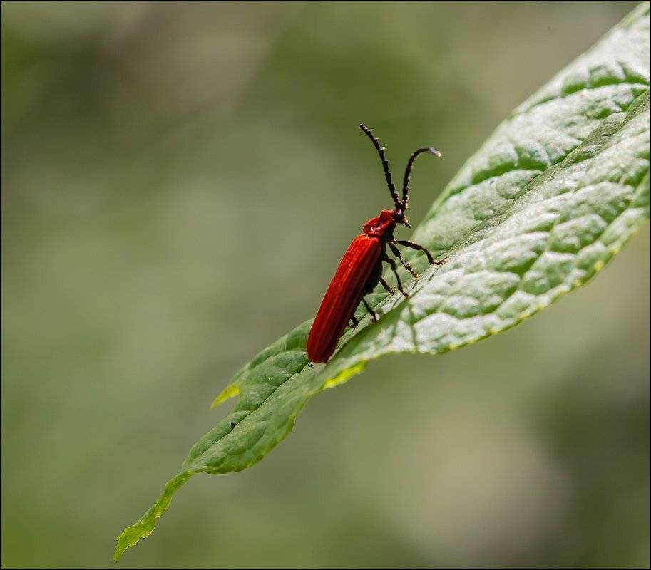 , Бурлов Андрей