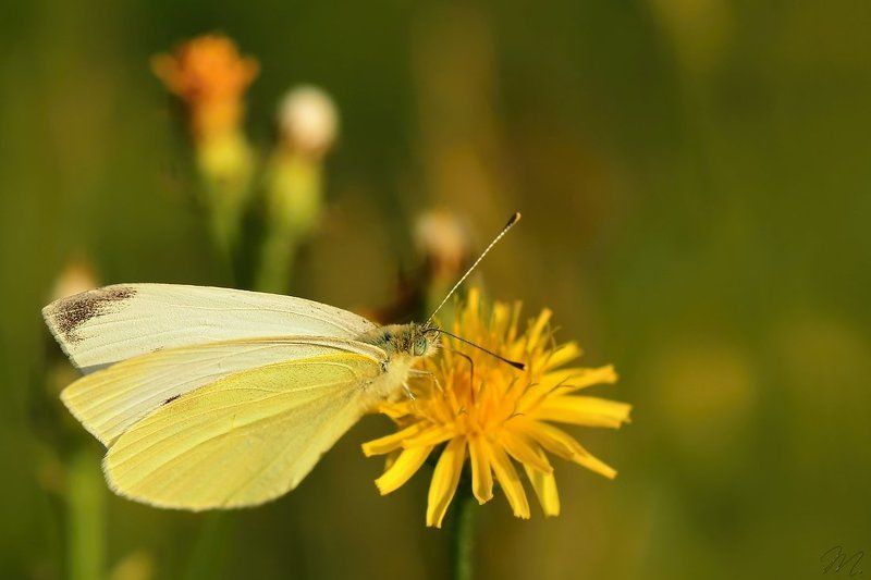 завтрак фото превью