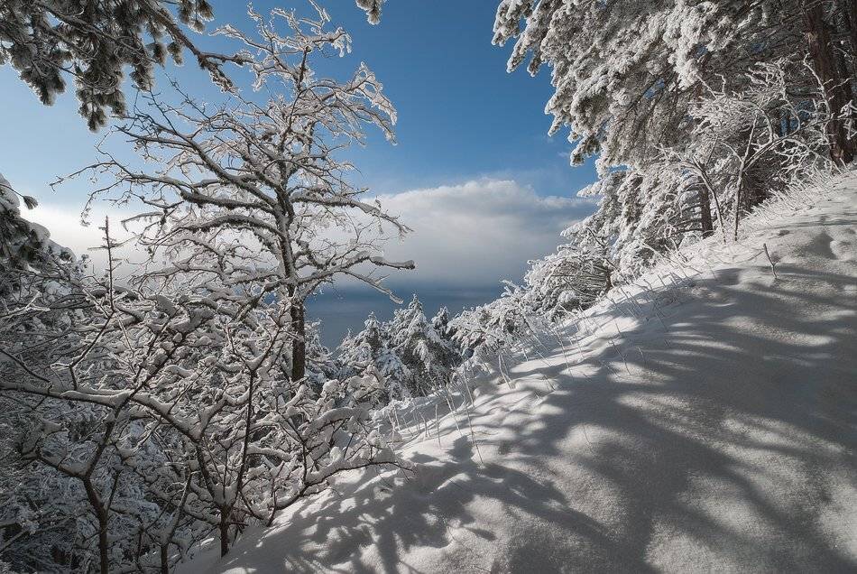 , Саша  Вайсберг / Waldschnepfe./