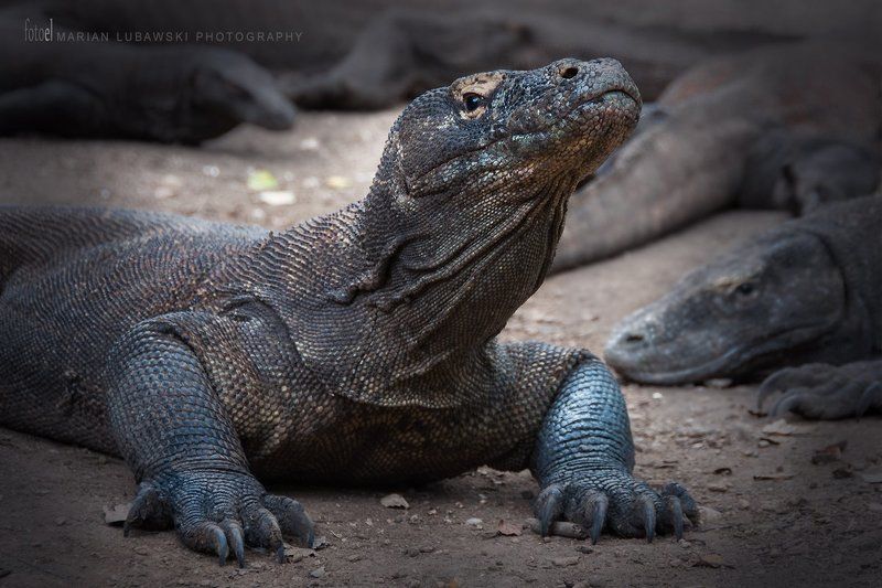 Komodo Dragons фото превью