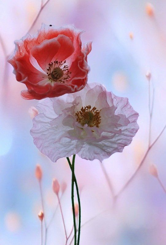 Лёгкое лето ...и нежное... фото превью