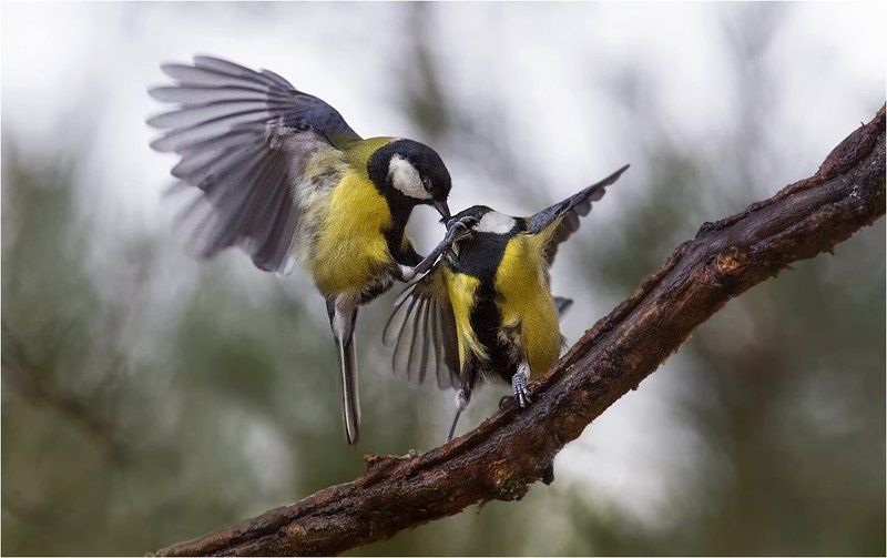 Получи! фото превью