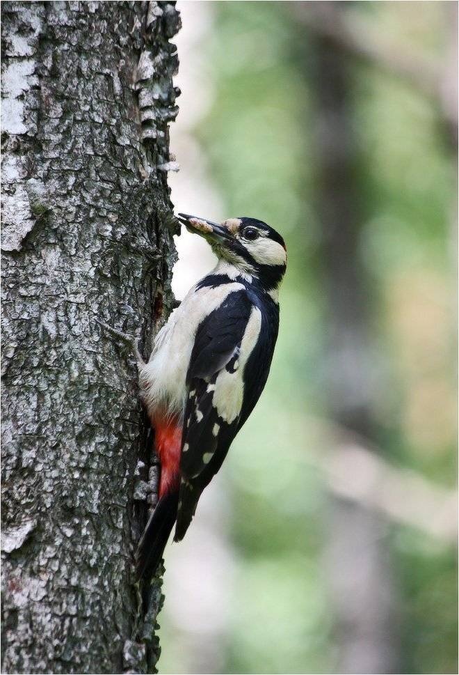 дятел, КарОл