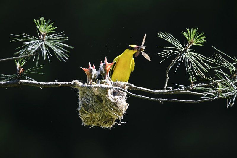 THE BEAUTIFUL SCENE фото превью
