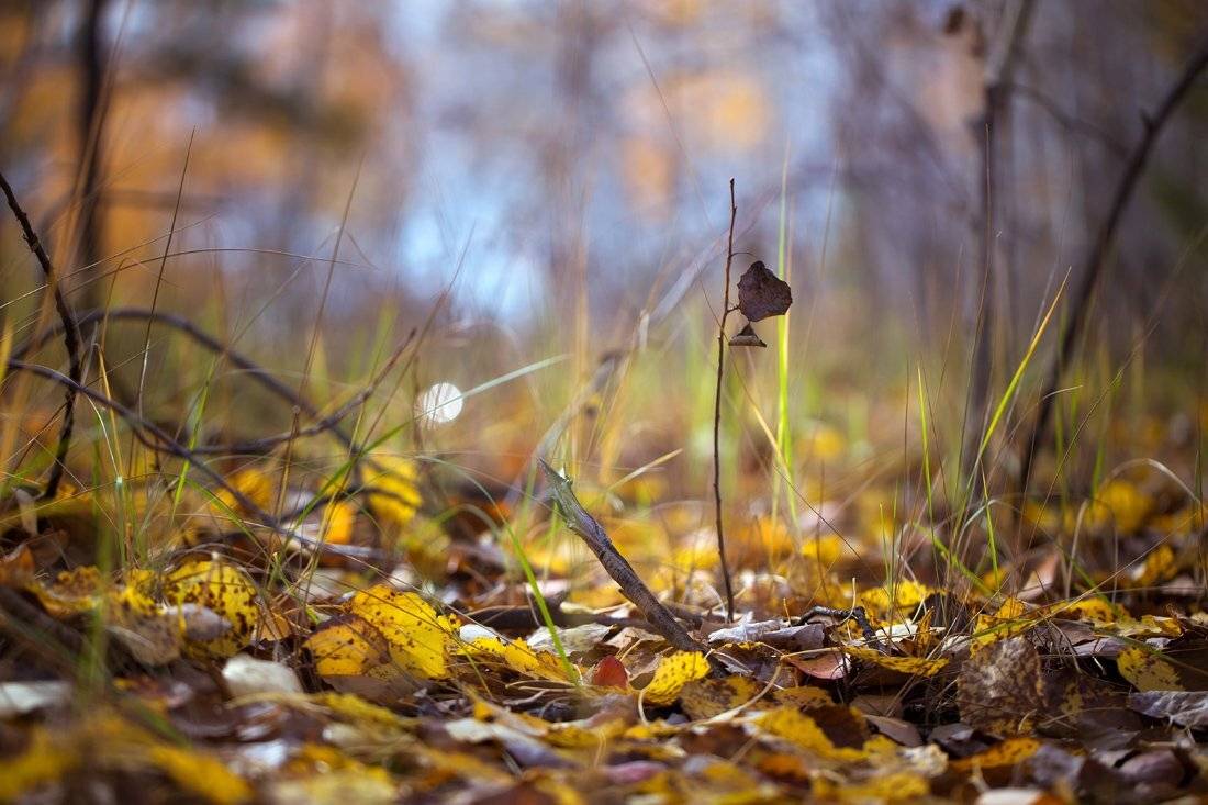, Ратушнова-Осинцева Арина