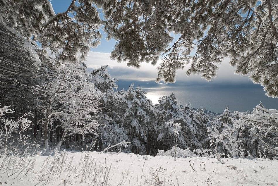 , Саша  Вайсберг / Waldschnepfe./