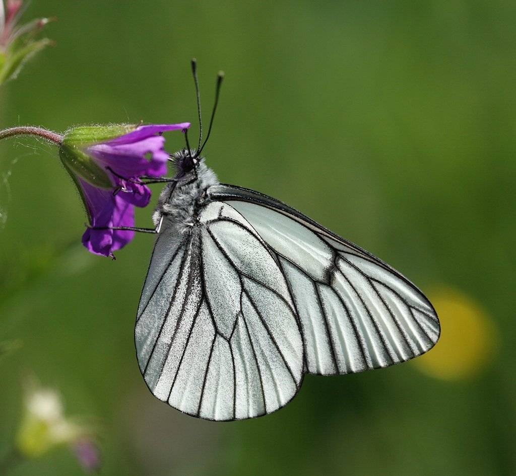 , Сергей Таланов
