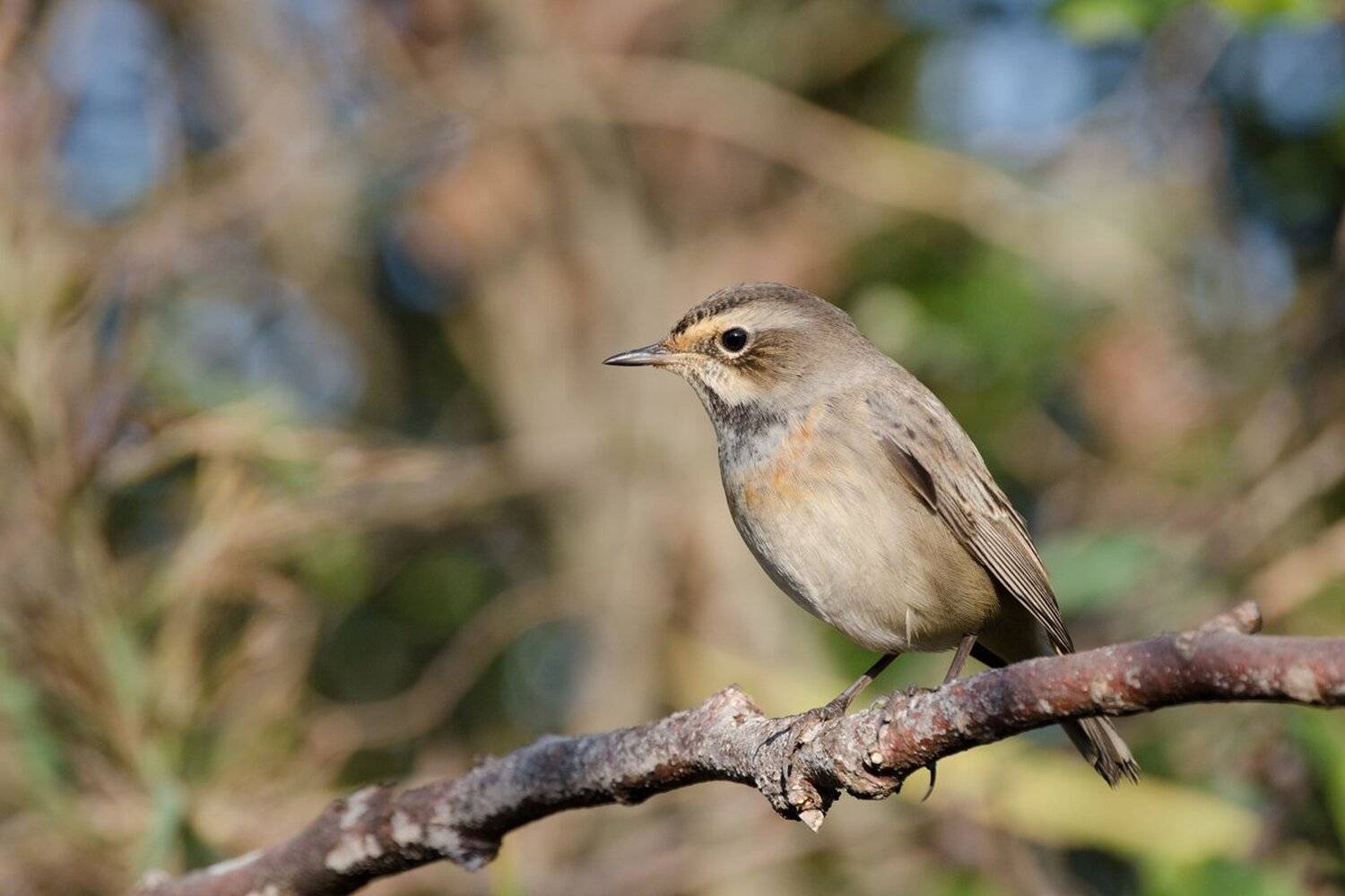 варакушка, птица, Михаил Агеев