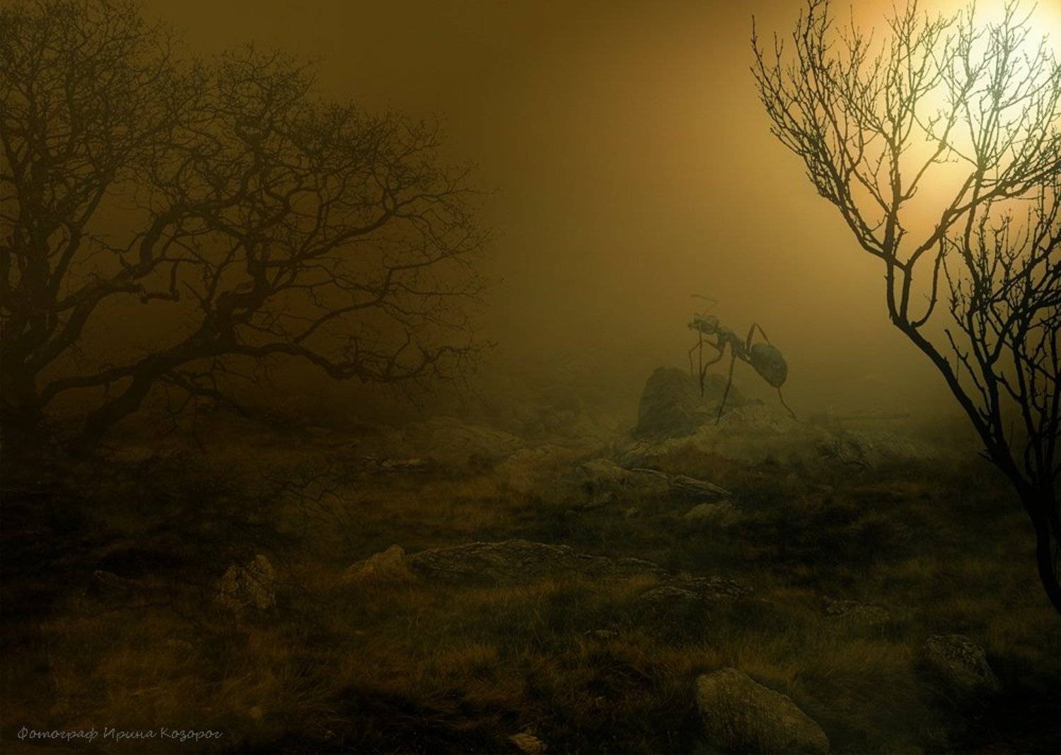 , Ирина Козорог