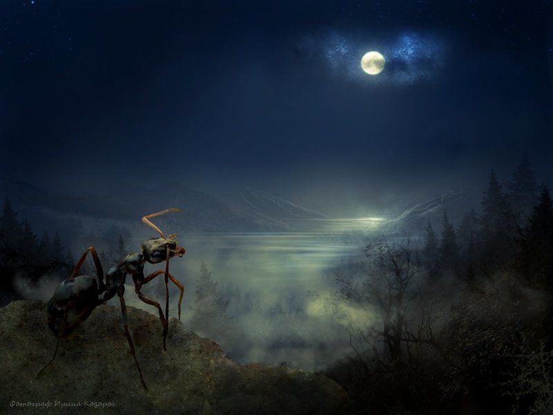 World of ants фото превью