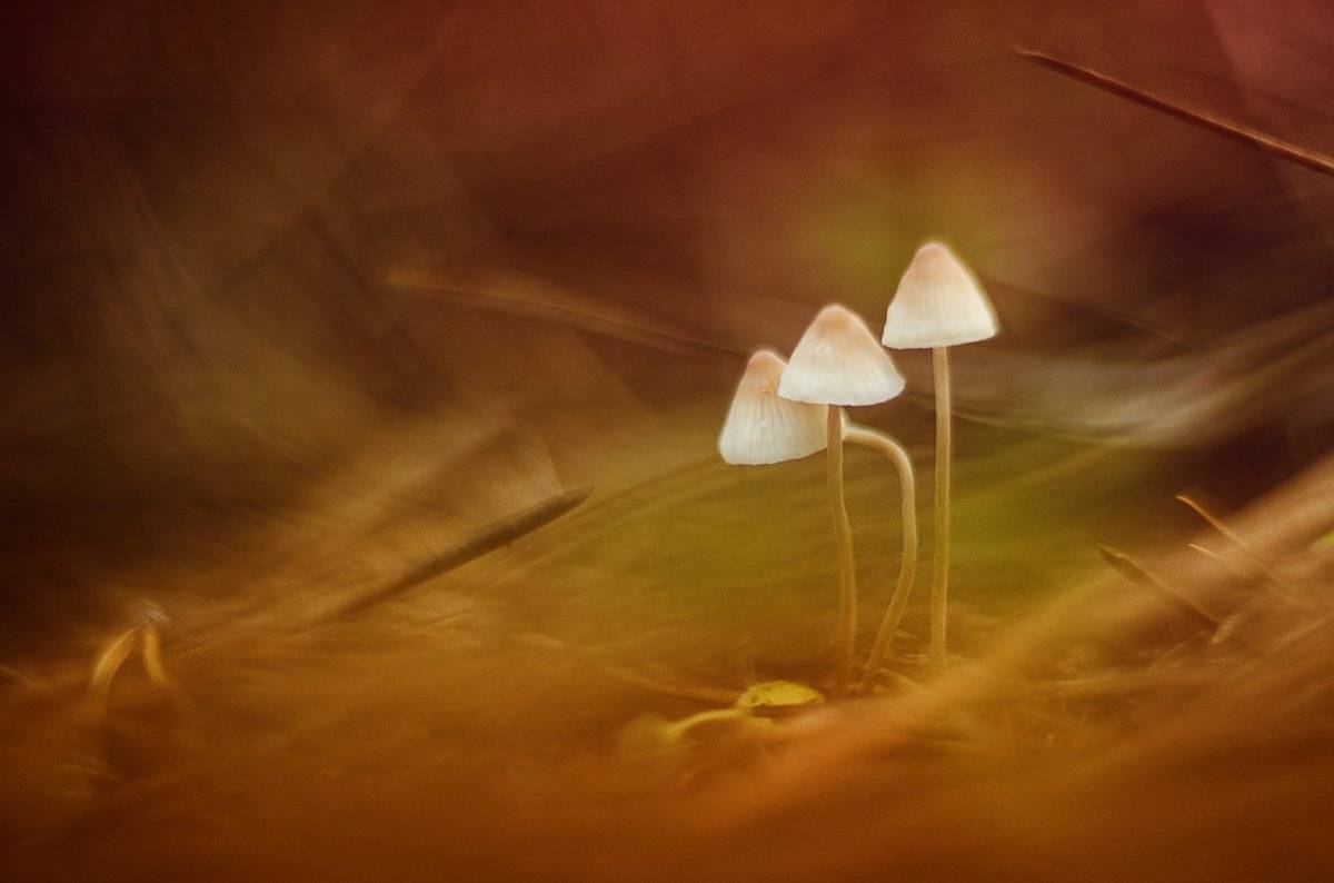 , Татьяна Аверина