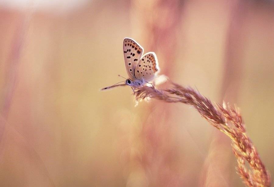 , Krzysztof Trojanowski