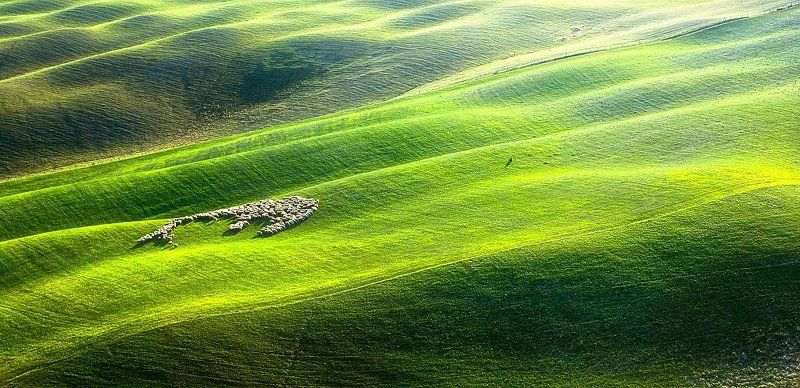 Shepherd ... фото превью