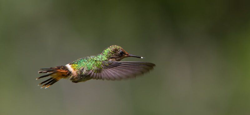 Бразилия, Великолепный колибри-кокетка, Птицы Микроскопические фото превью