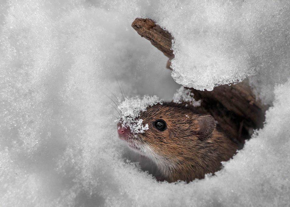 , Валерий Субачев