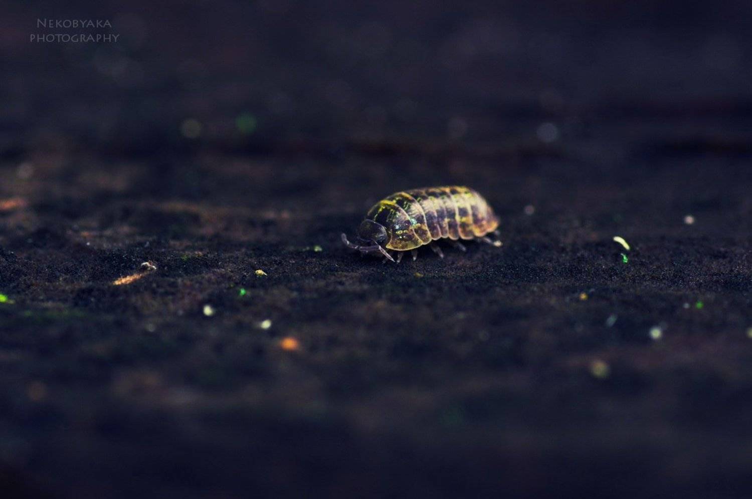 , Мамакова Анжелика