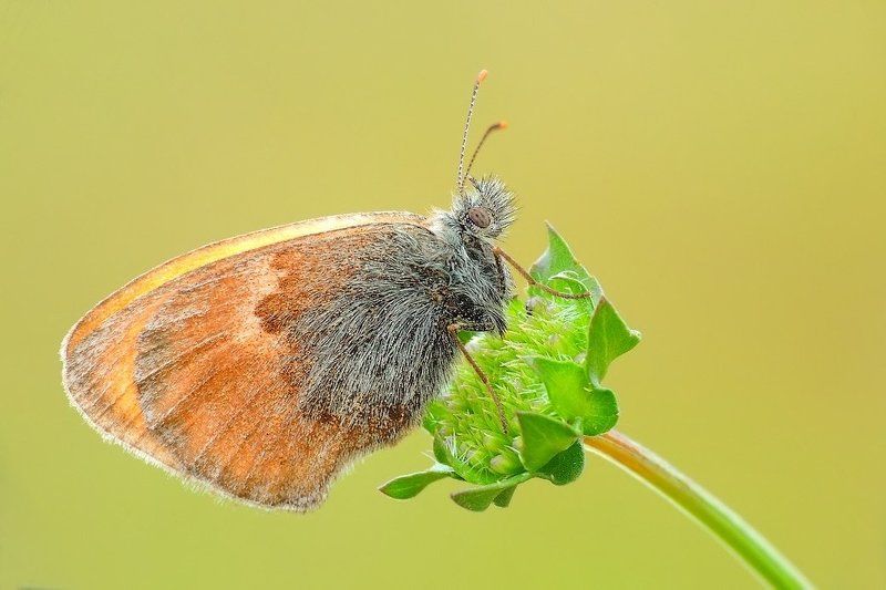 macro Fantasy... фото превью