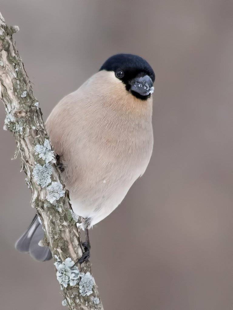 Снегирь, Ляпустин Юра