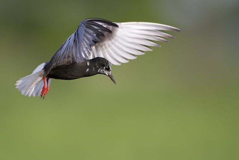 White-winged Tern фото превью