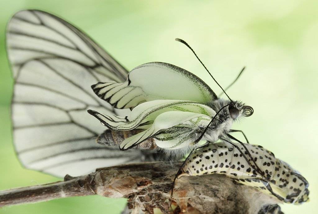 , Сергей Таланов