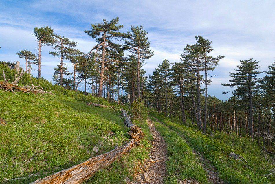 На склоне дня.... Автор: Саша Вайсберг / Waldschnepfe./ , Саша Вайсберг / Waldschnepfe./