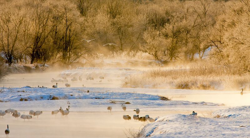 THE WINTER DREAM фото превью