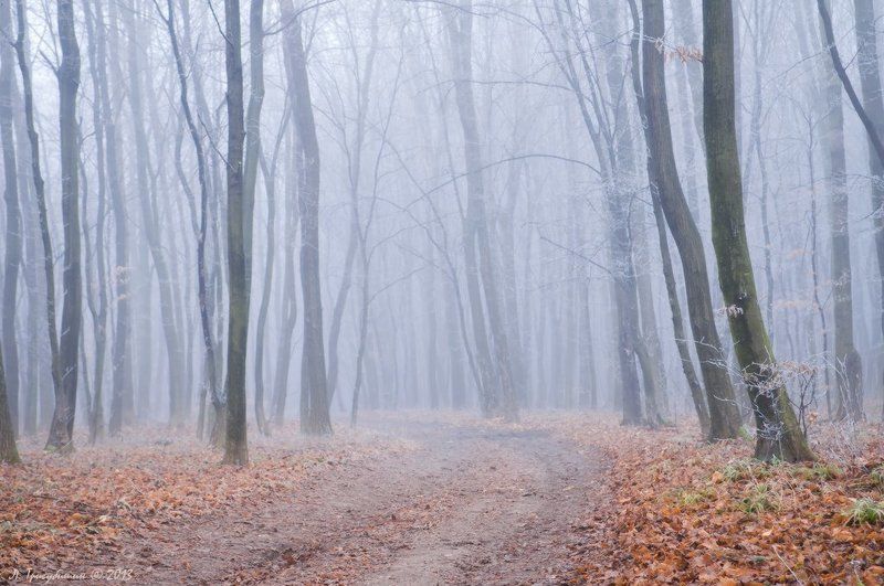 Морозное утро в лесу фото превью