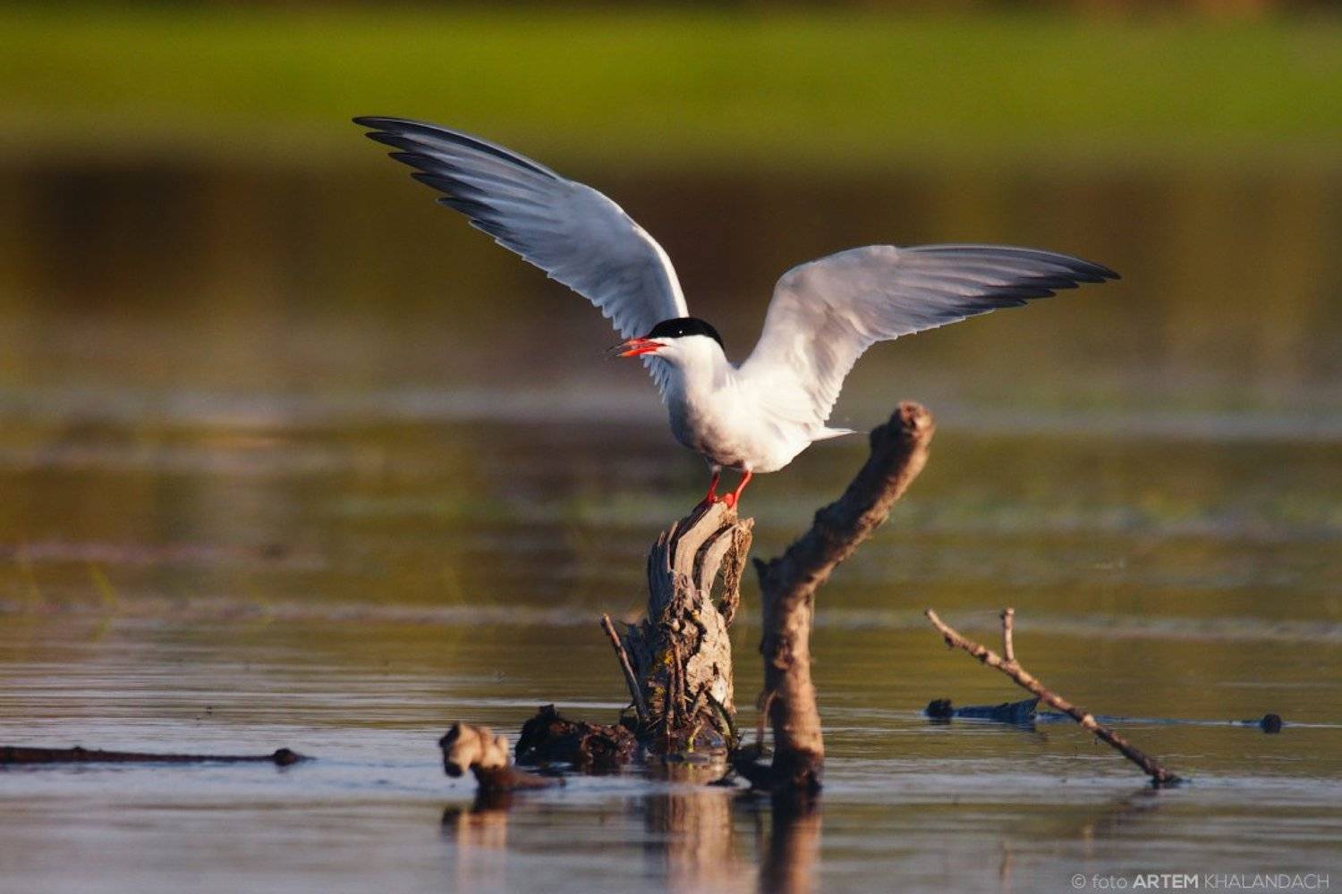 , Артем Халандач