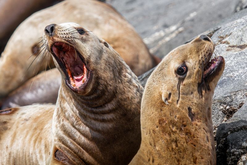 камчатка, руэкспедишн, ruexpedition, сивучи. окаен, животные Сивучи фото превью