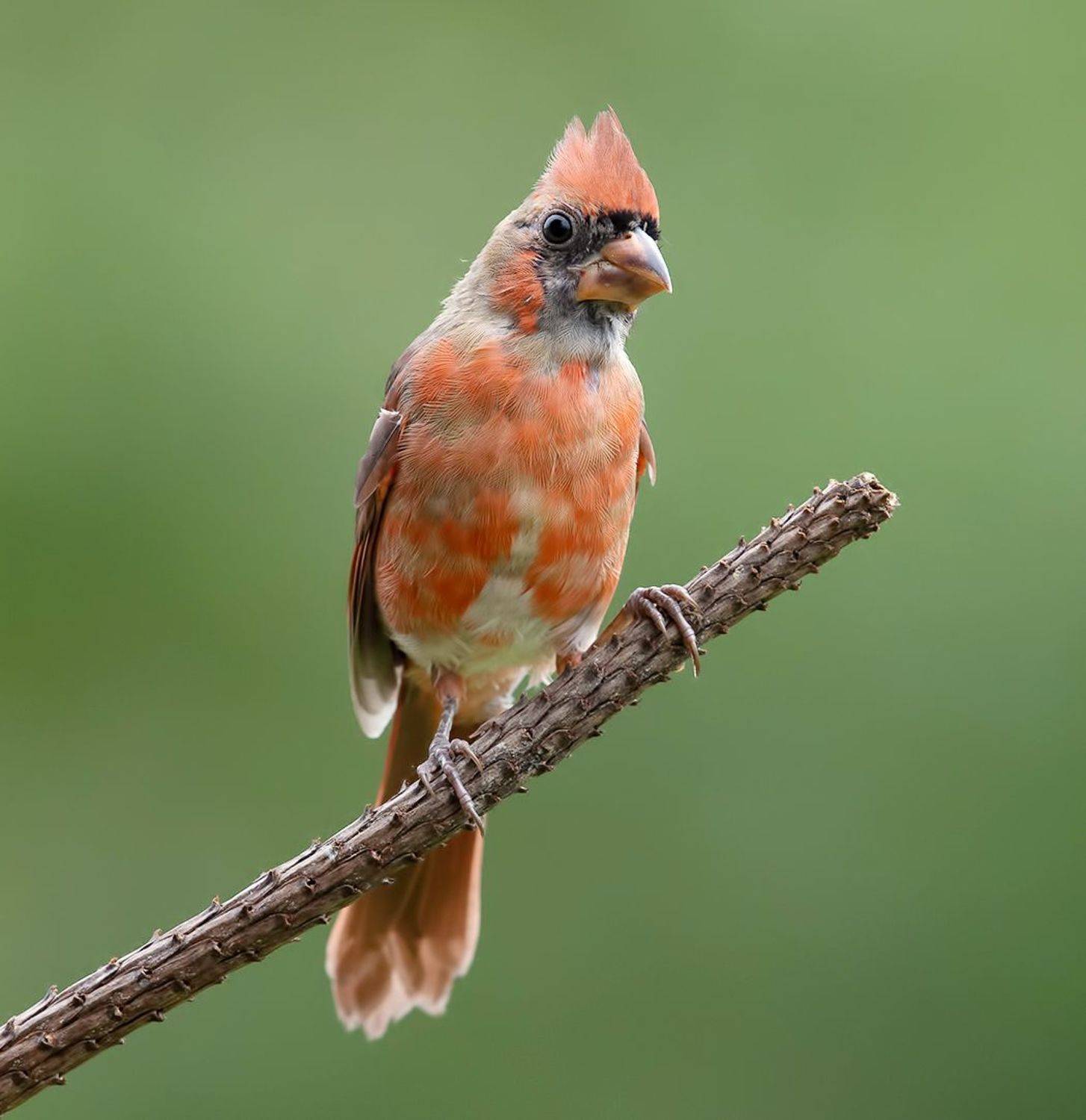 красный кардинал, northern cardinal, cardinal,кардинал, Elizabeth Etkind