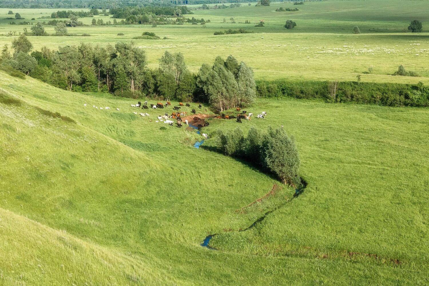 , Алексей Никитин