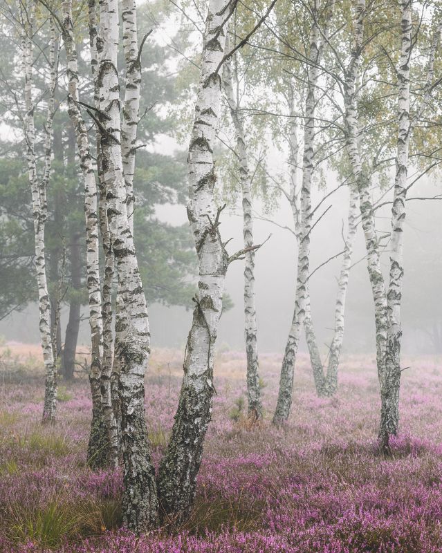 Heath in the mist фото превью