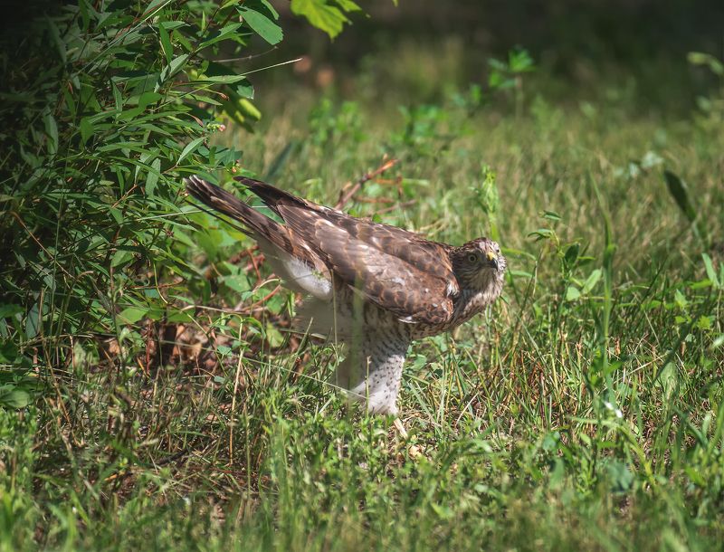 Попытки слётка охотиться.. фото превью