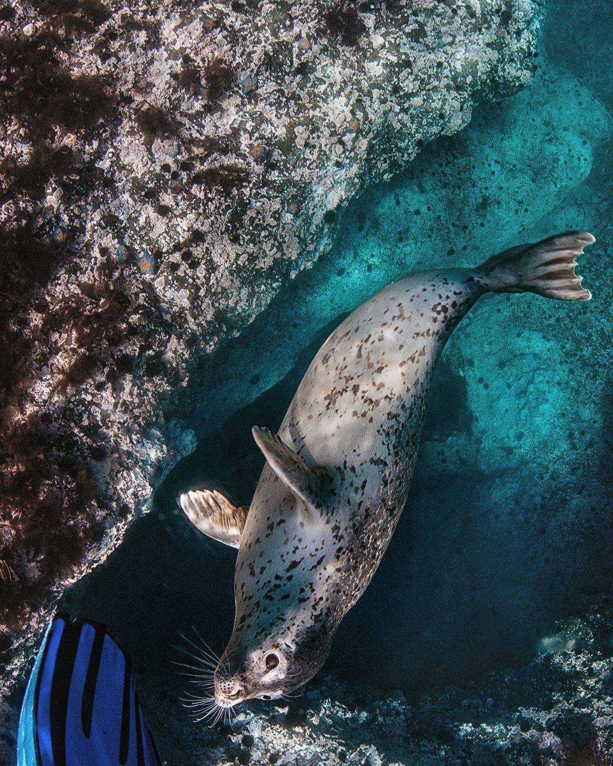 подводный мир, нерпа, Сахалин, Монерон, Евгения Кирпиченкова (Клипп)