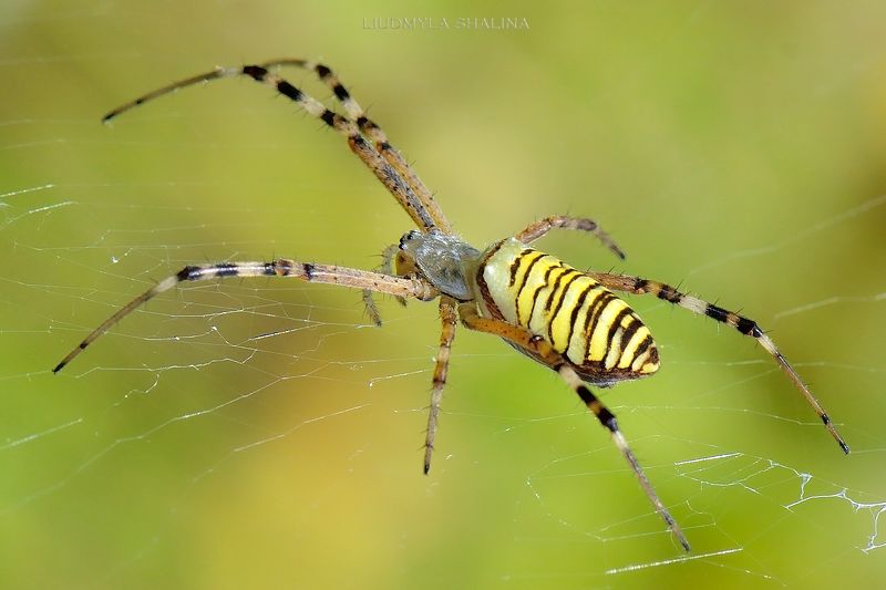 Argiope bruennichi фото превью