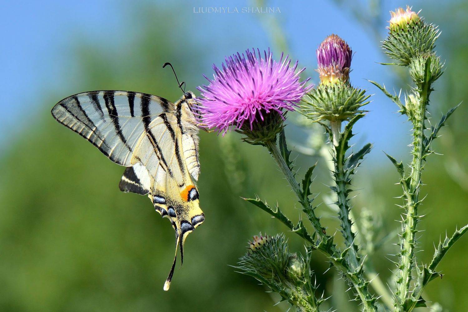 , Людмила Шалина
