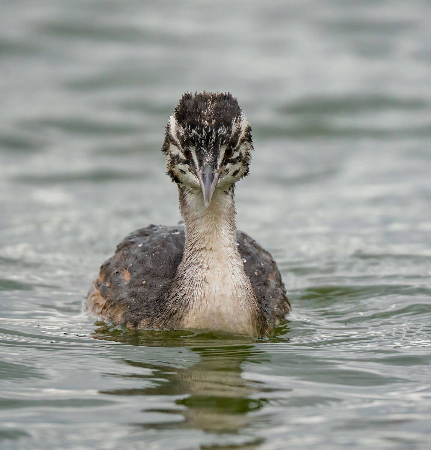 , Константин Дэм