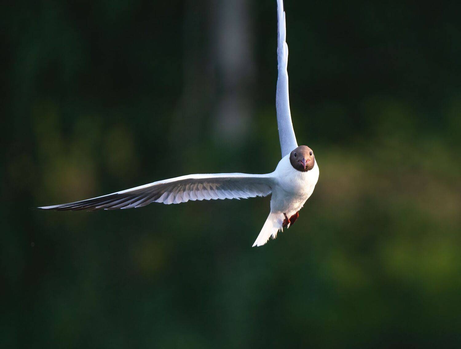 , Константин Дэм