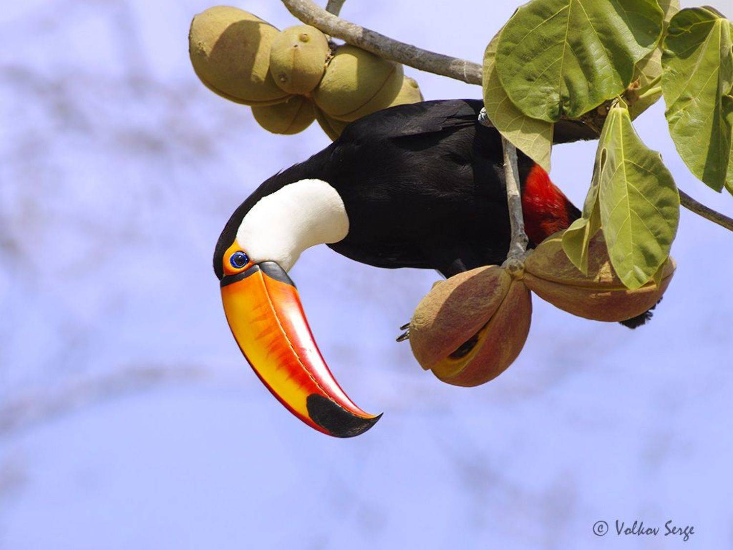 токо, тукан, птицы, природа, ramphastos toco, toco toucan, birds, pentax, Сергей Волков