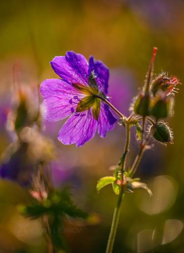 Утренний сон