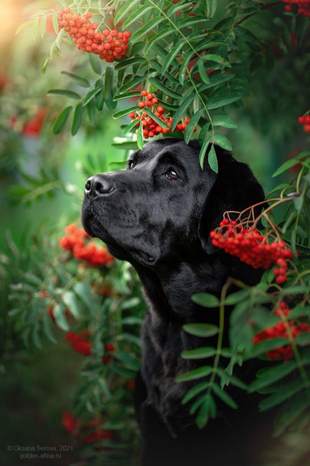 , Оксана Серова