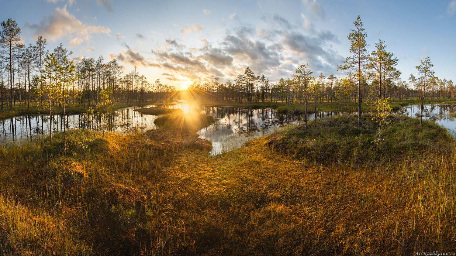 болото, болотные топи, ленобласть, ленинградская область, всеволожский район, острова, сосны, Арсений Кашкаров