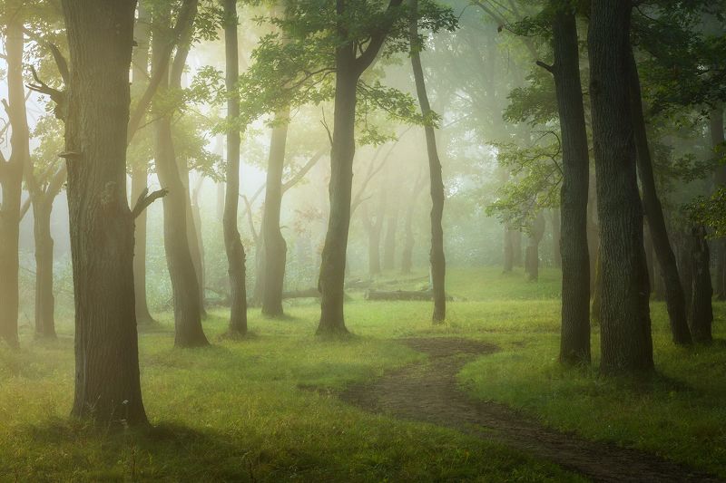 природа утро туман деревья Утро на лесной тропе. фото превью