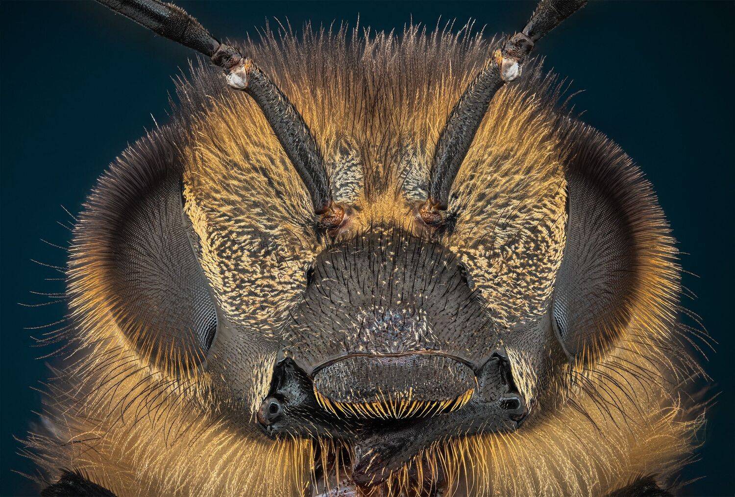 ceclii,macro,nikonz6ii, Tsvetan Ganev